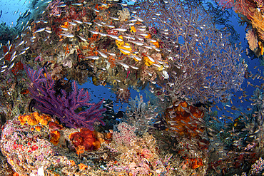 Glassfish swirling around a natural arch full of soft corals, Raja Ampat, Indonesia.