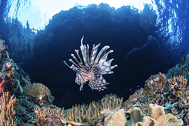 A lionfish hovers over a reef with Snell's window in the background, Raja Ampat, Indonesia.