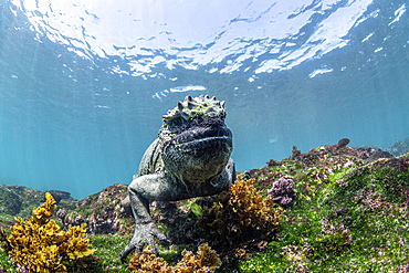 A marine iguana (Amblyrhynchus cristatus) on a shallow reef, Galapagos Islands, Ecuador.