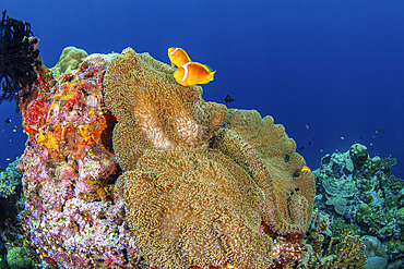 A pair of white capped clownfish, found exclusively in the Solomon Islands.