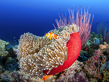 A common clownfish in a symbiotic sea anemone, Solomon Islands.