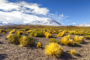 Lascar volcano in Chile.