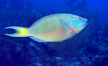 Stoplight Parrotfish on Caribbean reef.
