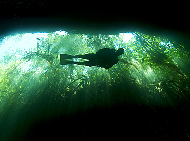 Scuba diver in the Garden of Eden cavern part of the cenote system on the Yucatan Peninsula of Mexico.