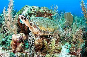 Green sea turtle on Caribbean reef.