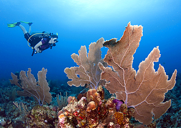 Diver with large purple sea fan, Cariibean Sea.