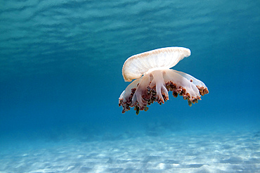 Upside down jellyfish in Caribbean Sea.
