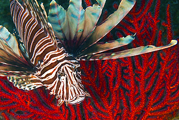 An Invasive Indo-Pacific Lionfish off the coast of North Carolina in the Atlantic Ocean.