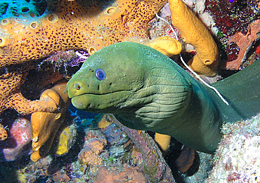 Green moray eel on Caribbean reef.