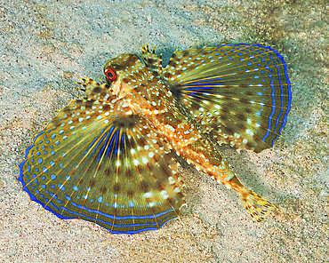 Flying Gurnard on sand in Carribean Sea.