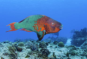 Rainbow Parrotfish swimming in the Carribean Sea.