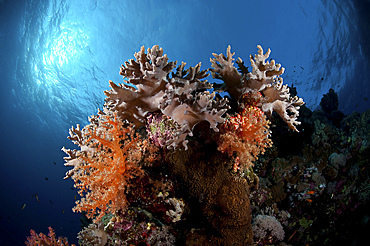 Hard and soft corals, Red Sea, Egypt.