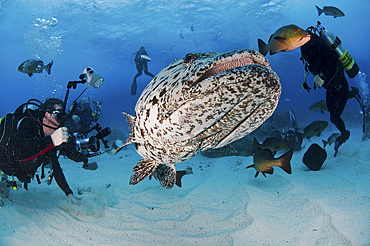 Divers photographing a Giant Grouper, Great Barrier Reef, Queensland, Australia.