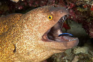 Giant moray eel and cleaner wrasse, Ari and Male Atoll, Maldives