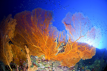 Orange gorgonian sea fan, Christmas Island, Australia.