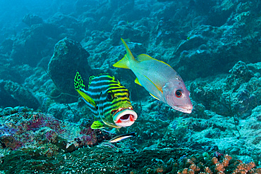 Oriental sweetlip and yellow snapper at cleaning statiuon with a cleaner wrasse, Ari and Male Atoll, Maldives.