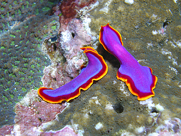 Pair of pink flatworms, Kalimantan, Indonesia.