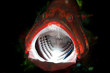 Red grouper with open mouth and cleaner wrasse, Bali, Indonesia.