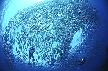 School of jacks and divers at Liberty Wreck, Bali, Indonesia.