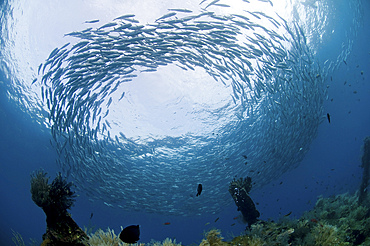School of jacks at Liberty Wreck, Bali, Indonesia.