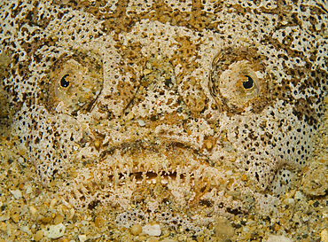 Stargazer ugly face, Puerto Galera, Negros Oriental, Philippines.
