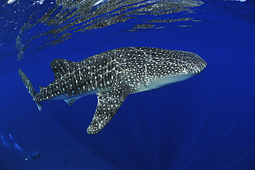 Whale shark reflected on surface with scuba diver in the distance, Christmas Island, Australia.