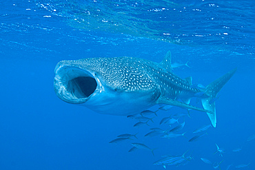 Whale shark, Ari and Male Atoll, Maldives.