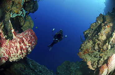 Underwater photographer at the entrance of a cave framed by pink barrel sponges, North Sulawesi, Indonesia.