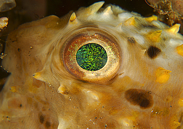 Detail of the green speckled eye of a juvenile porcupinefish, Lembeh Strait, North Sulawesi, Indonesia.