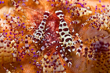 Spotted Periclimenes colemani shrimp on fire coral, Komodo, Indonesia.