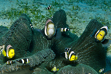 Whole family of black, white and yellow clownfish in dark grey anemone, Komodo, Indonesia.