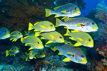 Yellow black coral bush and yellow and blue striped sweeltip fish, Komodo, Indonesia.