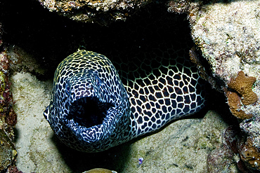 Black and white honeycomb moray eel, Australia.