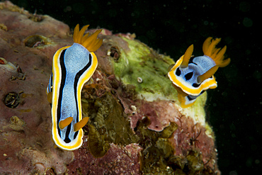 Pair of Chromodoris annae nudibranch with brilliant blue and yellow skirt, crawling over green and pink coral, Anilao, Batangas, Philippines.
