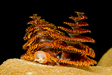 Pair of orange and red christmas tree worms on top of yellow hard coral, Pulau Aur, Johor, Malaysia.