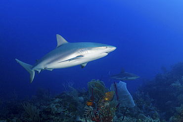 Pair of Caribbean reef sharks (Carcharhinus perezi) swimming along the reef, Jardines De La Reina, Cuba.