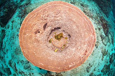 Top view of a pnk barrel sponge looking like a saucer against the cyan reef bottom, Cenderawasih Bay, West Papua, Indonesia.