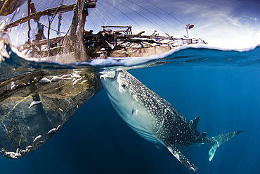A large whale shark under a bagan, siphoning water from the surface, with sunrays shining in the water, Cenderawasih Bay, West Papua, Indonesia.