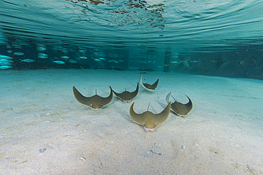 School of cownose ray in formation over white sandy bottom of an aquarium in Singapore.