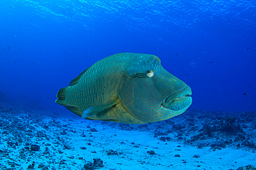 Large Napoleon wrasse in blue water, Palau, Micronesia.