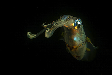 Colourful squid at night, Lembeh Strait, North Sulawesi, Indonesia.