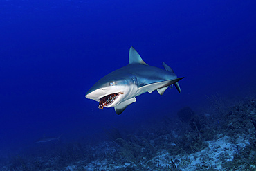 Caribbean reef shark swallowing a lionfish, with mouth open and eyelids closed, Jardines De La Reina, Cuba.
