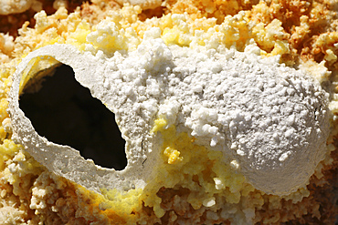 February 11, 2008 - Dallol geothermal area, egg-shaped fumarole deposits formed in salt deposits of brine hot springs, Danakil Depression, Ethiopia.