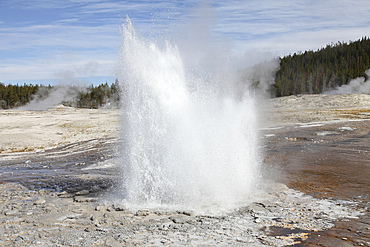 September 12, 2009 - Plume Geyser eruption, Upper Geyser Basin geothermal area, Yellowstone Caldera, Yellowstone National Park, Wyoming.