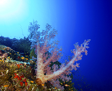 Red soft coral, Red Sea, Egypt.