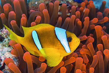 Red sea clownfish (Amphiprion bicinctus), Red Sea, Egypt.