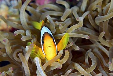 Red sea clownfish (Amphiprion bicinctus), Red Sea, Egypt.