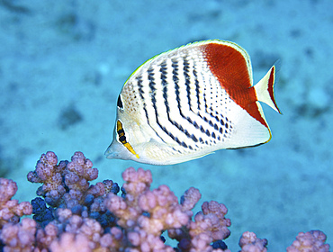 Redback butterflyfish (Chaetodon paucifasciatus), Red Sea, Egypt.