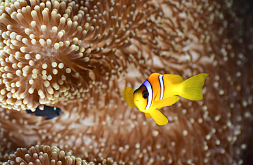 Red sea clownfish (Amphiprion bicinctus), Red Sea, Egypt.