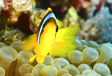 Red sea clownfish (Amphiprion bicinctus), Red Sea, Egypt.
